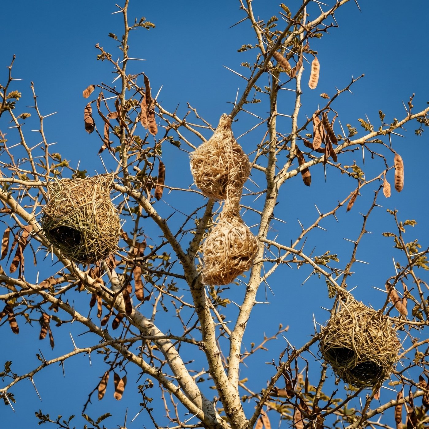 Weaver-bird nests woven into a thorny acacia crown