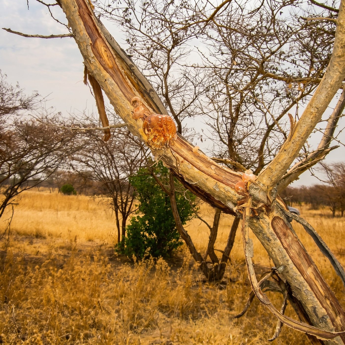 Acacia savanna with fresh gum on a branch