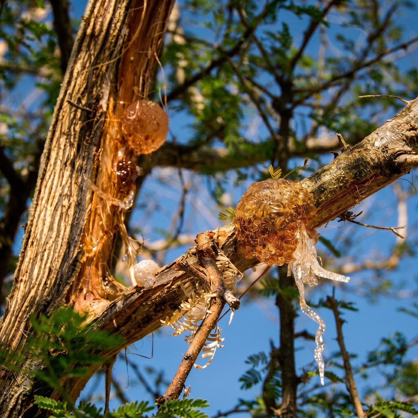 Golden-hour acacia branch with gum tears
