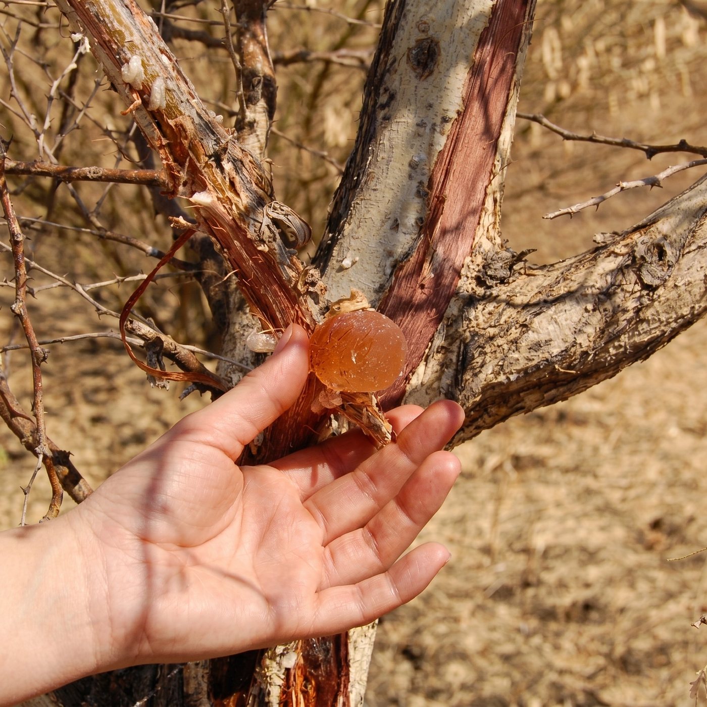 A hand holding a fresh gum arabic tear at the tree