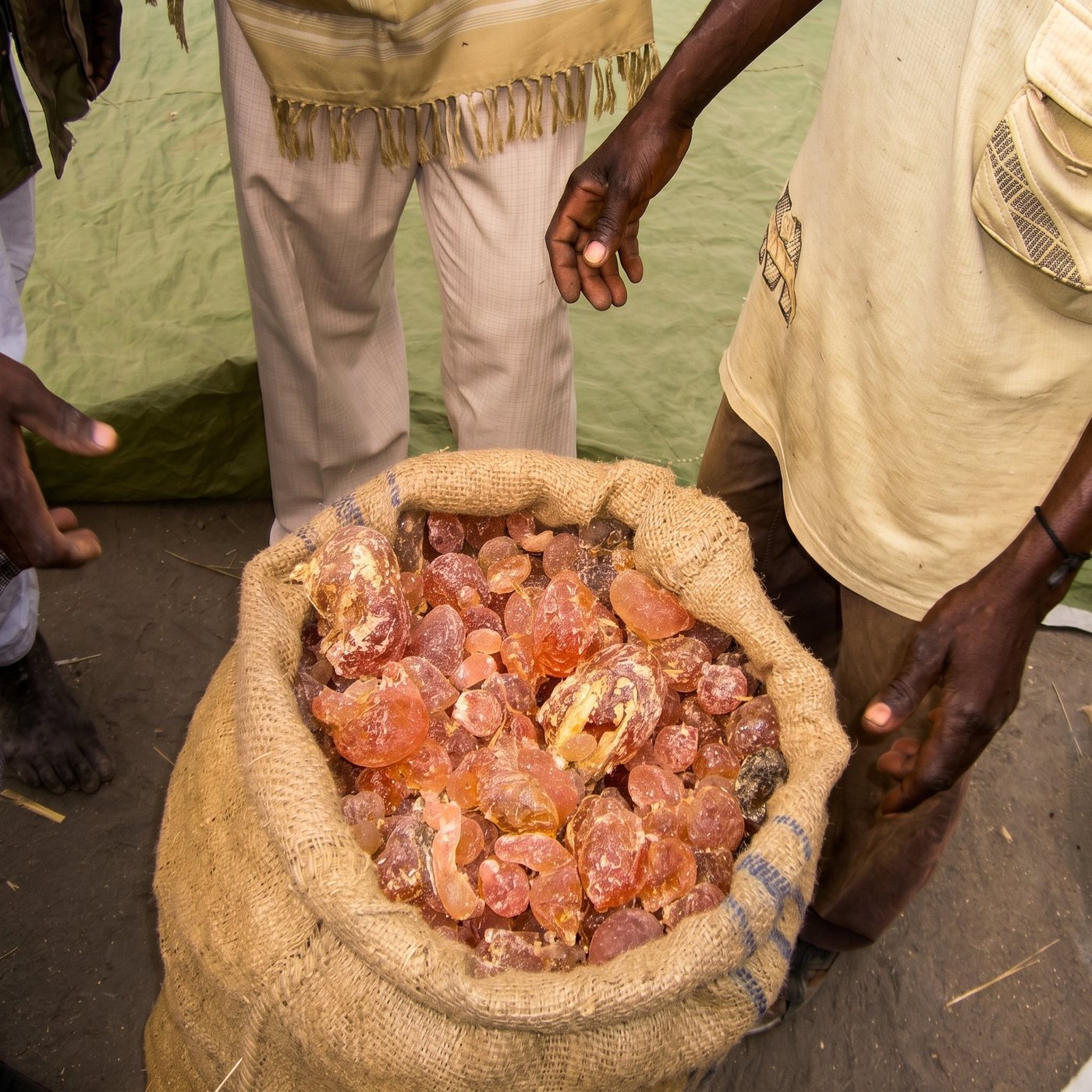 A jute sack brimming with freshly harvested raw gum arabic at an in-field collection point