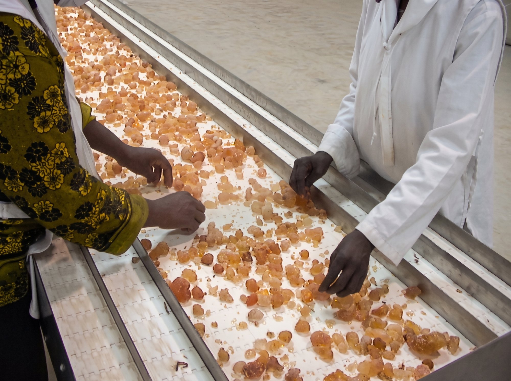 Two workers hand-grading amber gum arabic nodules on a sorting belt at origin