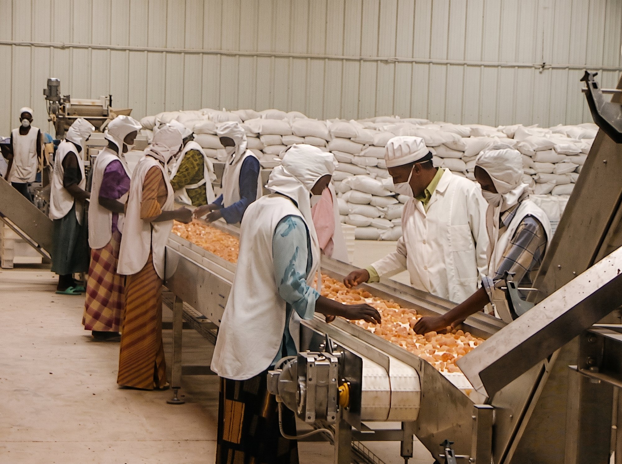 Workers hand-sorting gum arabic along a grading line at origin, filled export bags stacked behind
