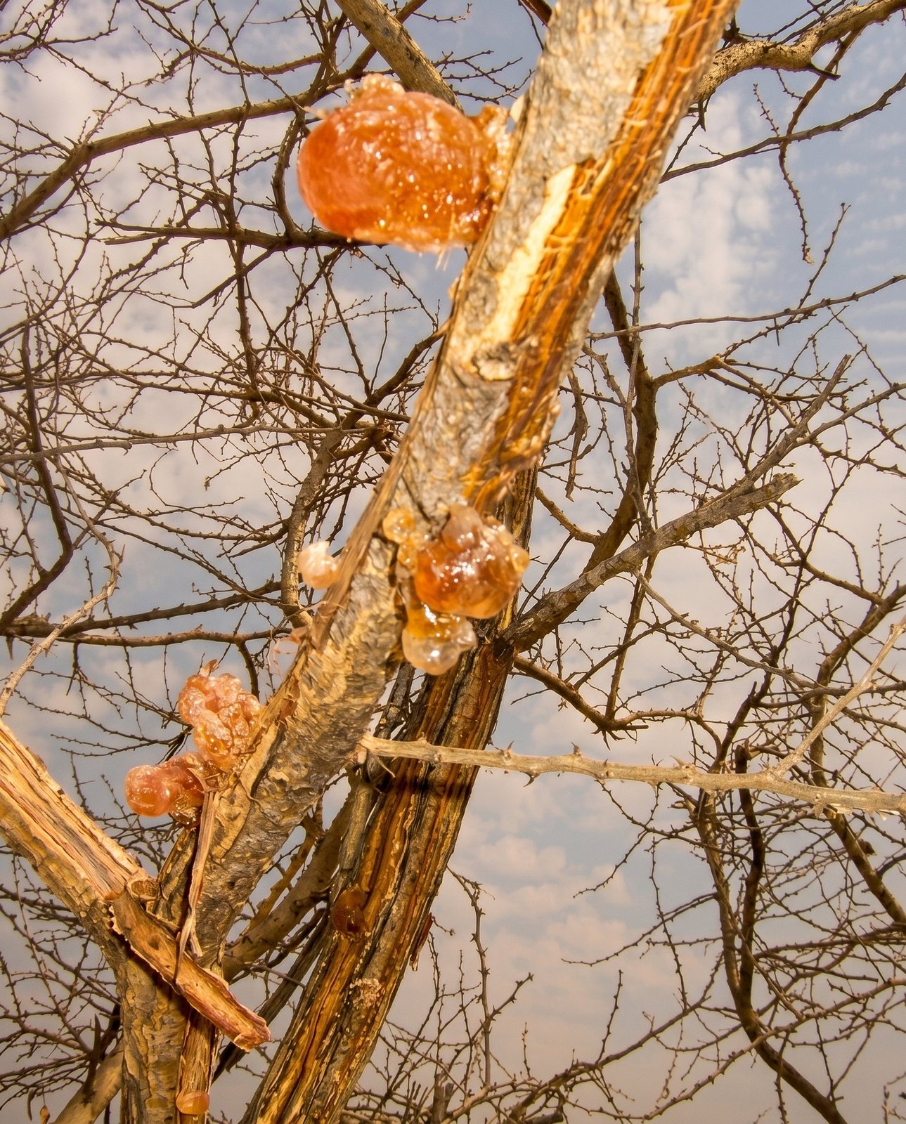 Nodules form and harden on the branch
