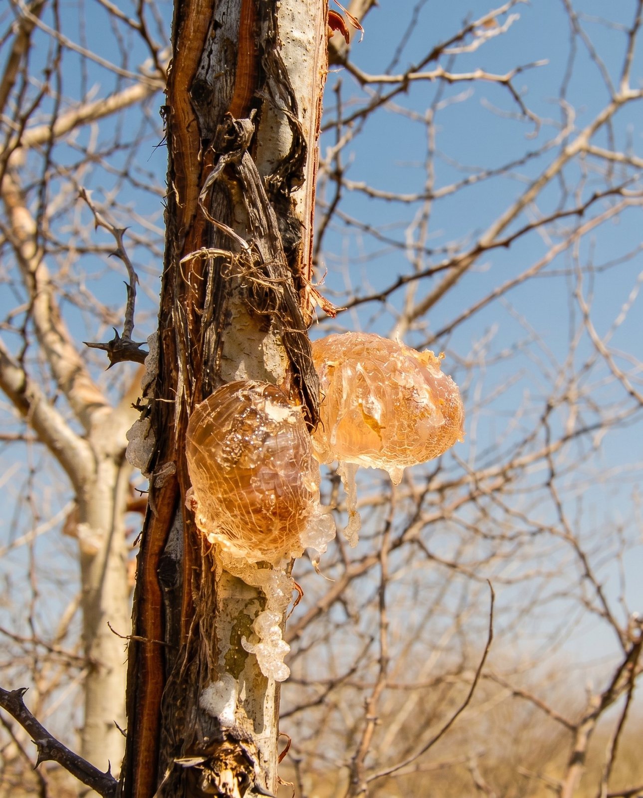 Twin translucent rose-amber gum nodules on a stripped acacia trunk, bare branches and blue sky behind